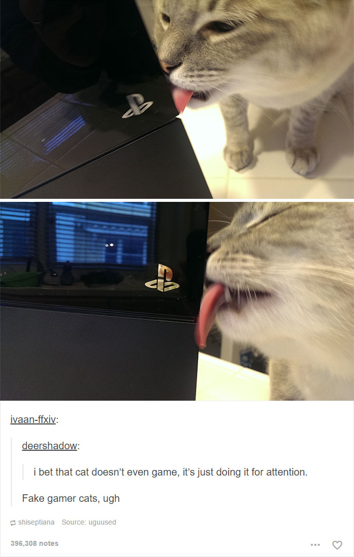 funny-tumblr-cats-54