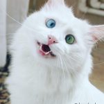 heterochromia-cat-cross-eyed-alos-1-2