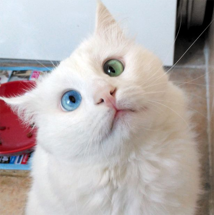 heterochromia-cat-cross-eyed-alos-1