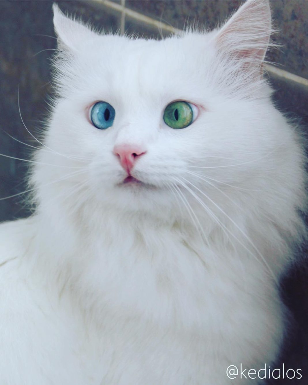 Snow-White Cat Has The Most Mesmerizing Eyes Of Different Color | Catlov