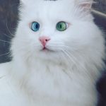 heterochromia-cat-cross-eyed-alos-2-2