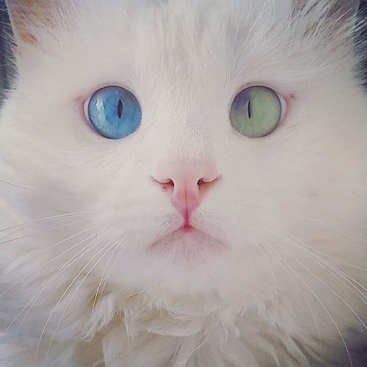 heterochromia-cat-cross-eyed-alos-2