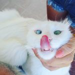 heterochromia-cat-cross-eyed-alos-3