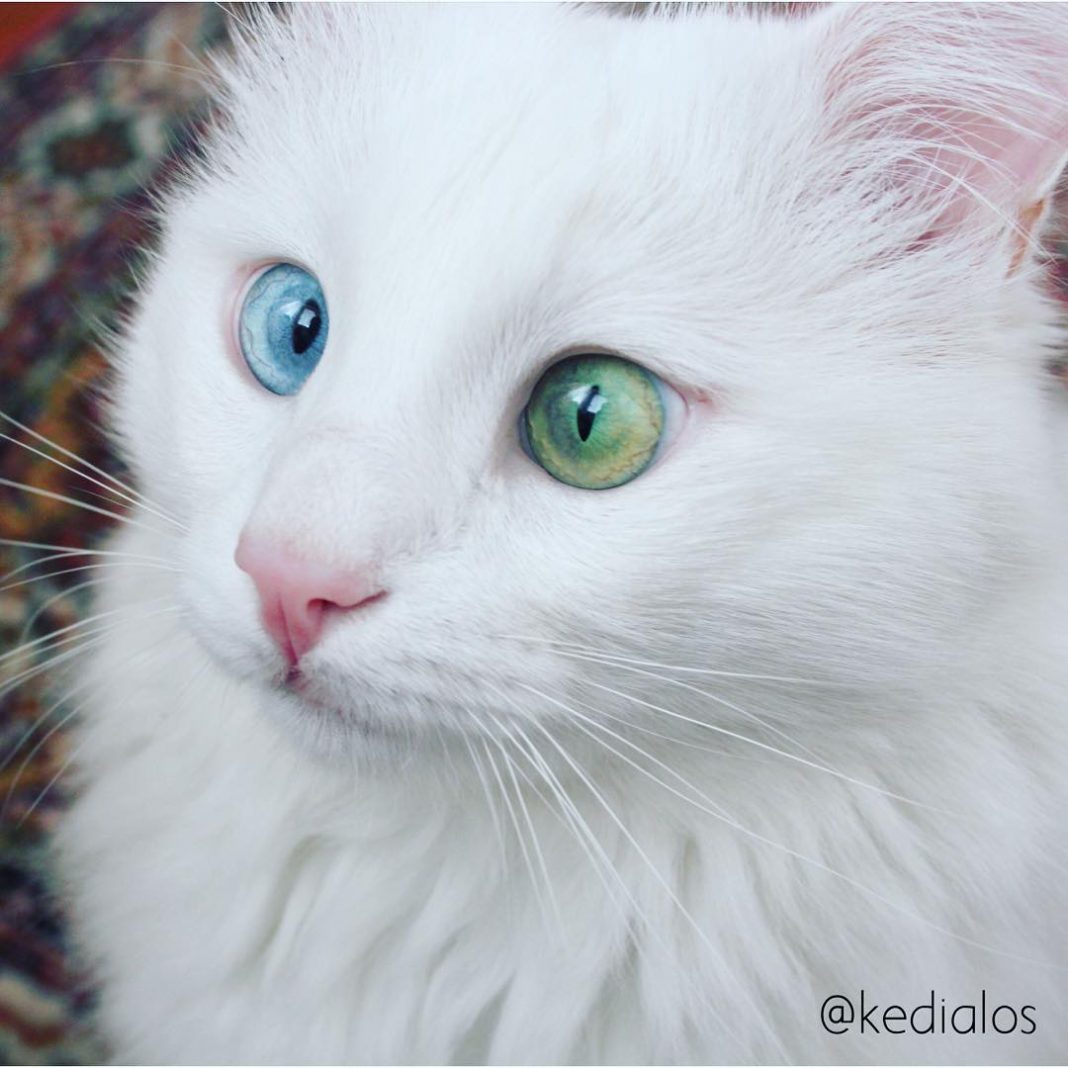 heterochromiacatcrosseyedalos4 Catlov