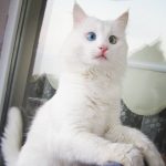 heterochromia-cat-cross-eyed-alos-4