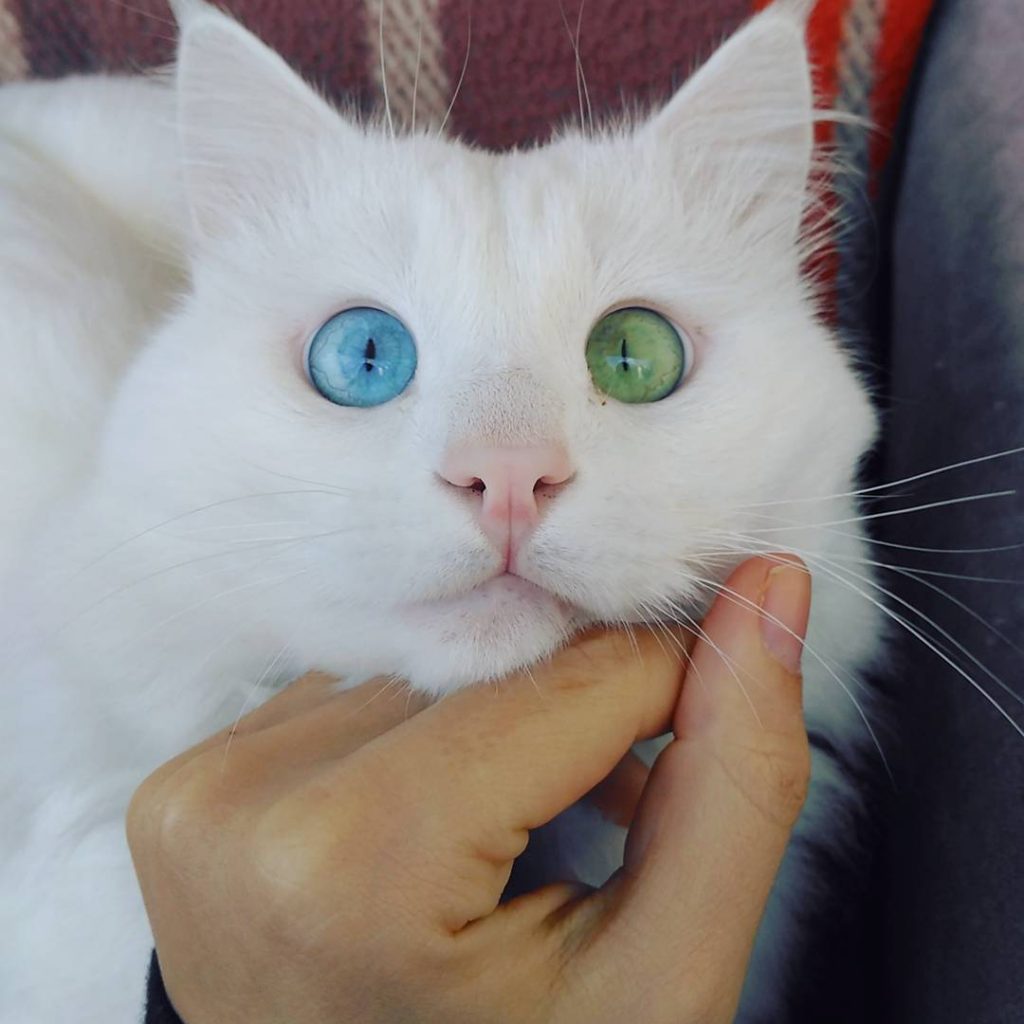Heterochromia Cat Cross Eyed Alos 6 Catlov