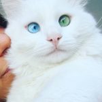 heterochromia-cat-cross-eyed-alos-6