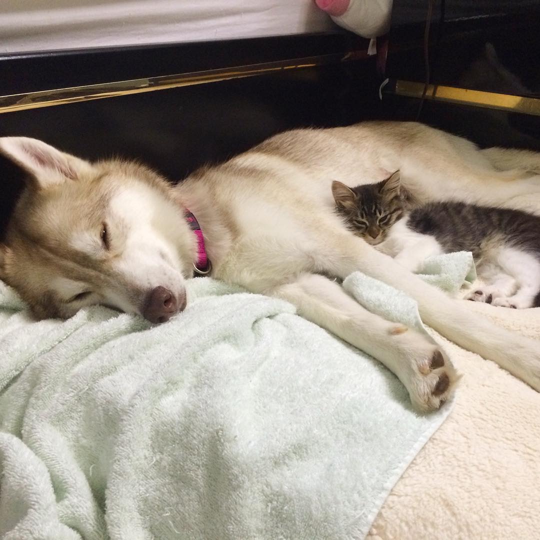 husky-dog-mother-rescues-kitten-10