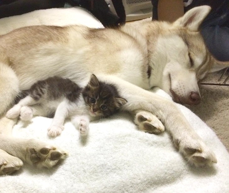 husky-dog-mother-rescues-kitten-12