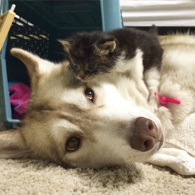 husky-dog-mother-rescues-kitten-2