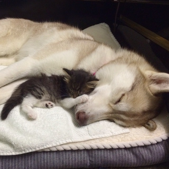 husky-dog-mother-rescues-kitten-4