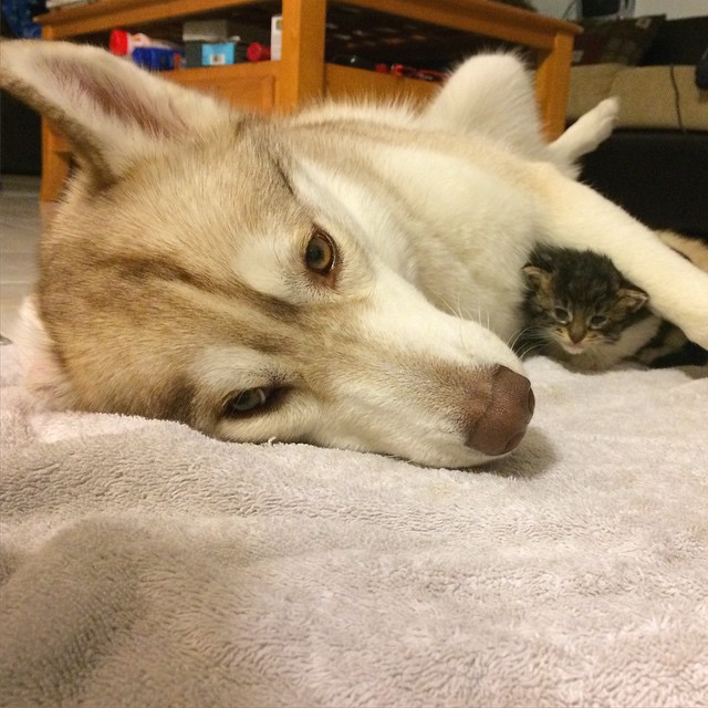 husky-dog-mother-rescues-kitten-5