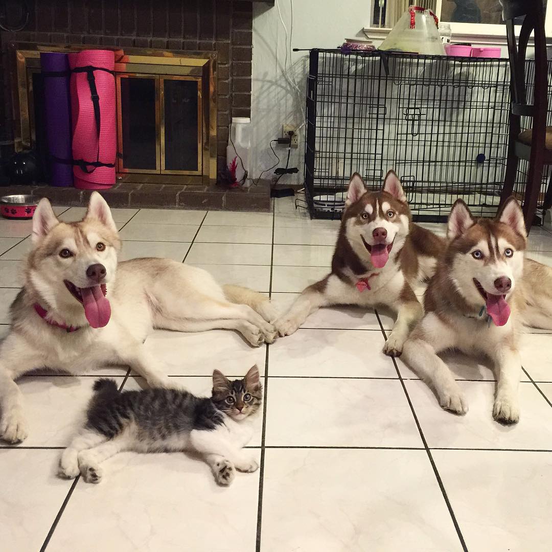 husky-dog-mother-rescues-kitten-8