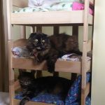 ikea-doll-beds-cats-10