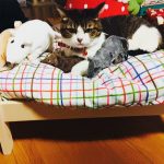 ikea-doll-beds-cats-13