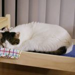 ikea-doll-beds-cats-2