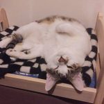 ikea-doll-beds-cats-3