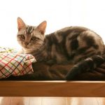 ikea-doll-beds-cats-9