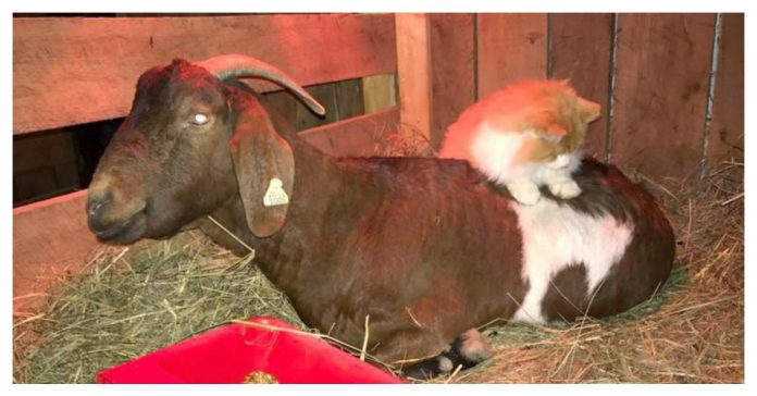 midwife-cat-feature