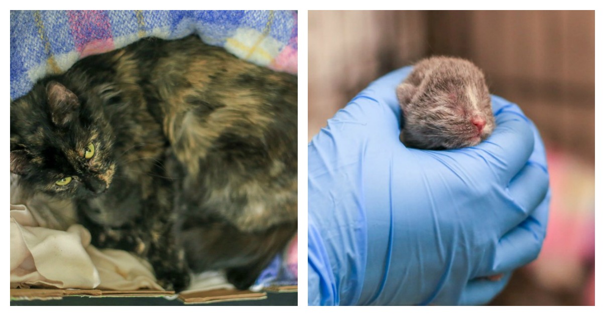 Little Kitten's Mom Knew Exactly What She Needed To Do To Save Her Life