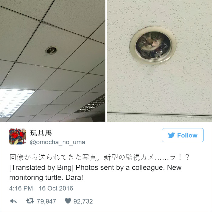 office-ceiling-cat-monitoring-omocha-no-uma-1