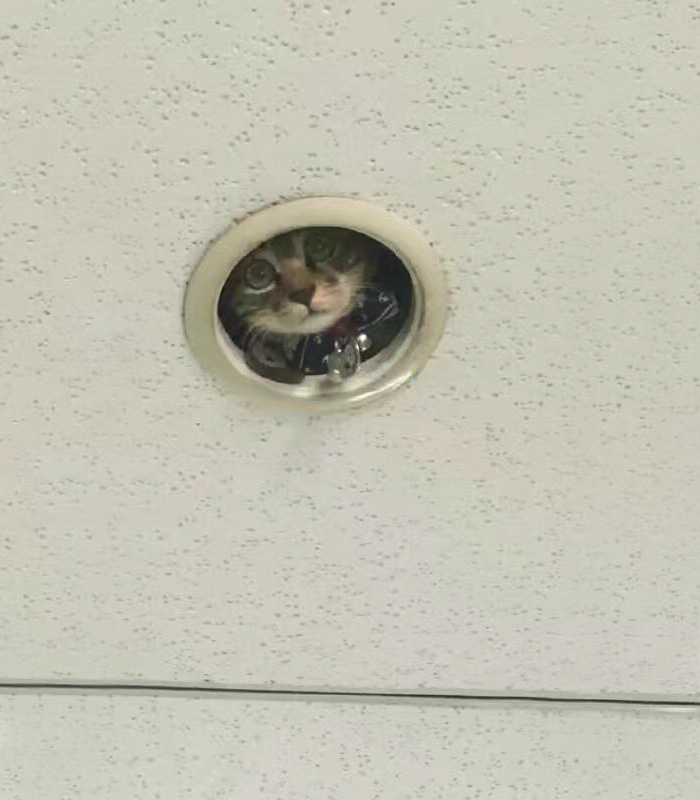 office-ceiling-cat-monitoring-omocha-no-uma-3