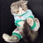 onesie-cats-03