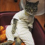 onesie-cats-05