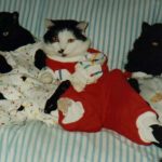 onesie-cats-07