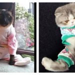 onesie-cats-feature