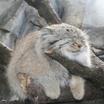 pallas-cat-most-expressive-in-the-world-1