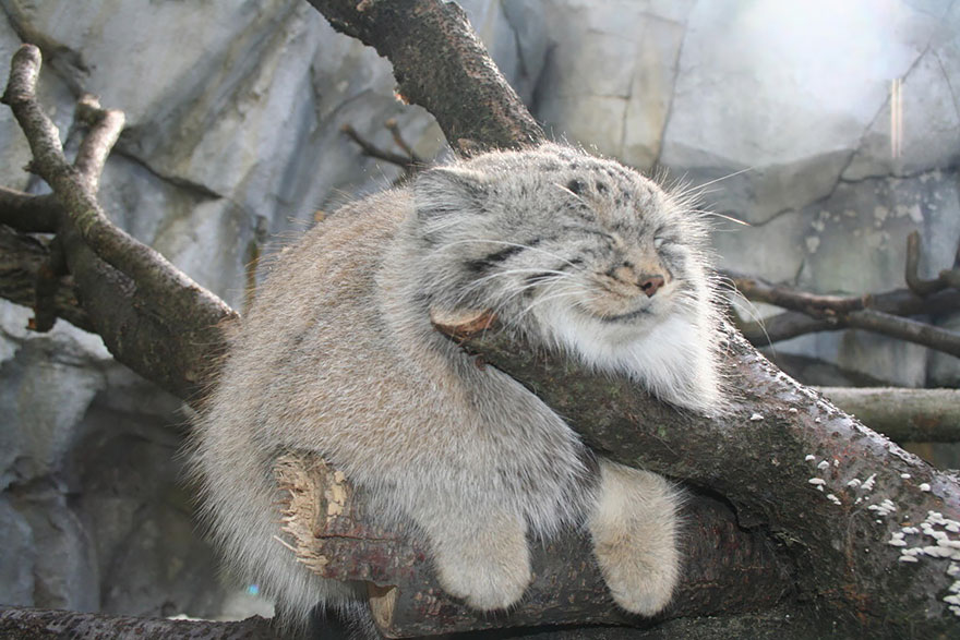 pallas-cat-most-expressive-in-the-world-1