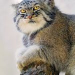 pallas-cat-most-expressive-in-the-world-10