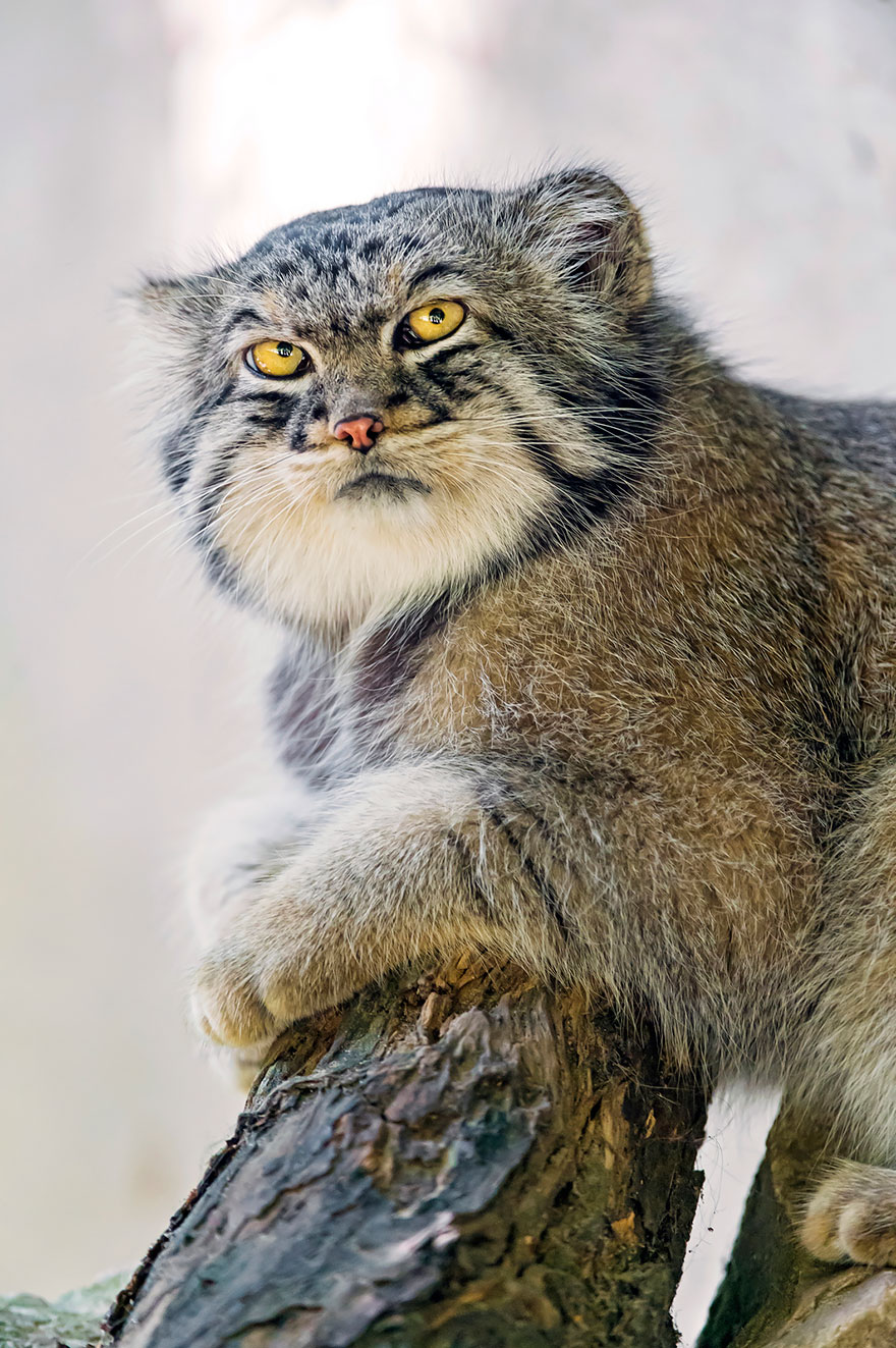 pallas-cat-most-expressive-in-the-world-10