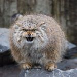 pallas-cat-most-expressive-in-the-world-11