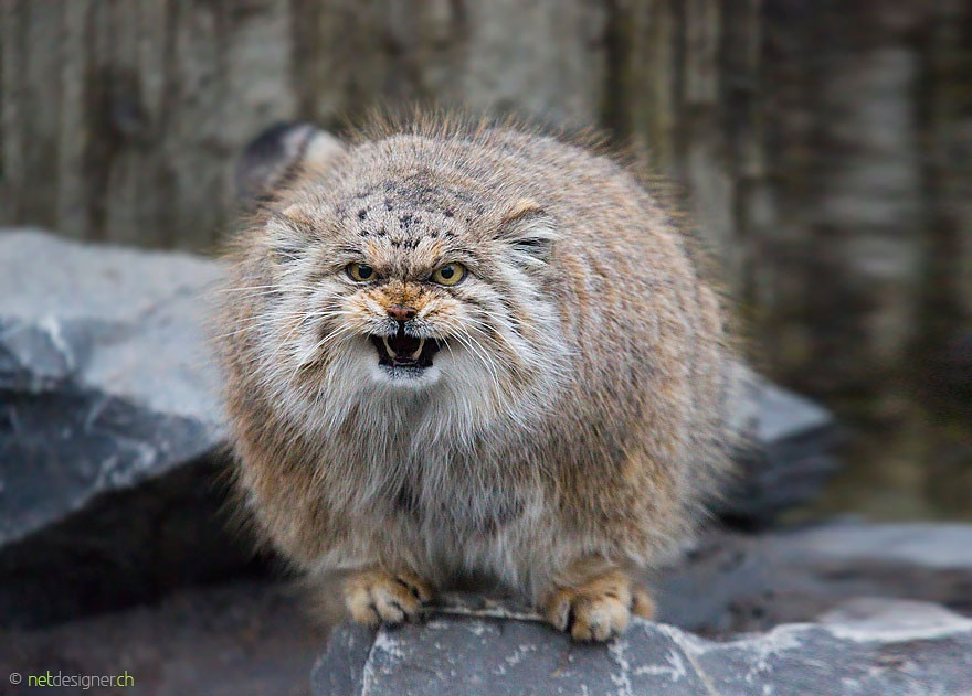 pallas-cat-most-expressive-in-the-world-11