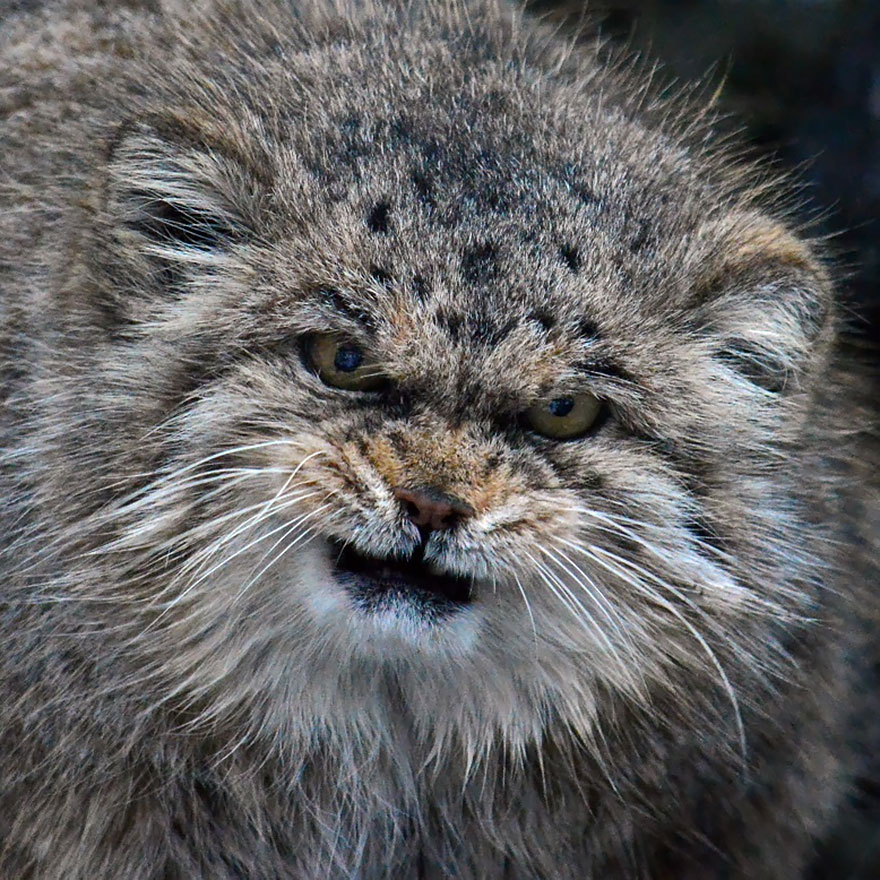 pallas-cat-most-expressive-in-the-world-12