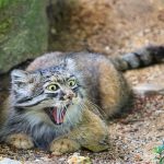 pallas-cat-most-expressive-in-the-world-13