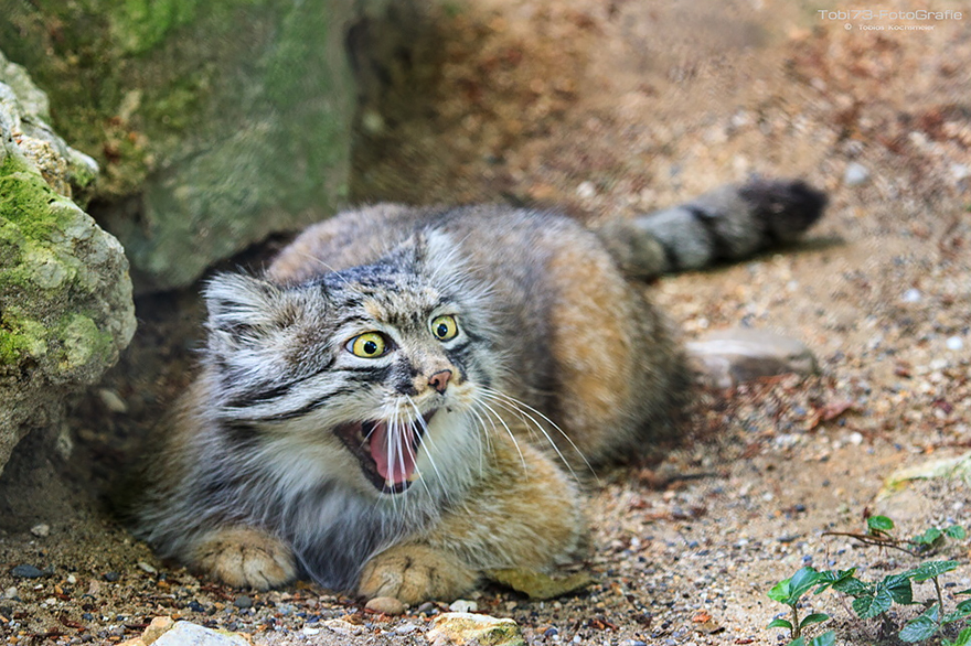 pallas-cat-most-expressive-in-the-world-13