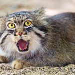 pallas-cat-most-expressive-in-the-world-14