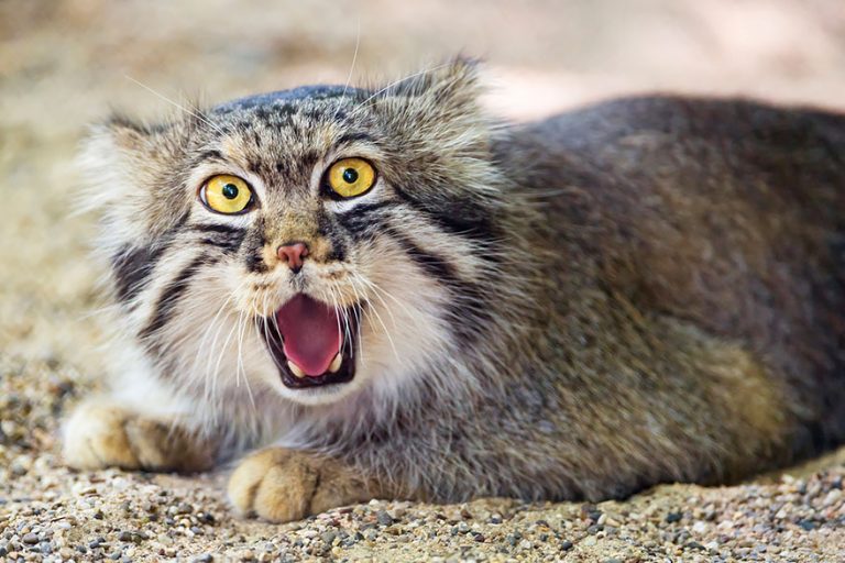 The Pallas Cat Is The Most Expressive Cat In The World | Catlov