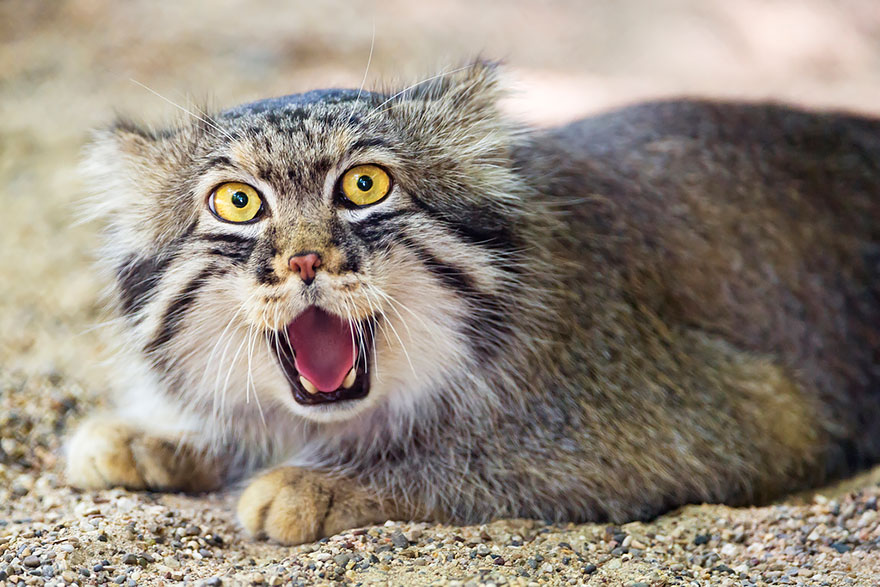 pallas-cat-most-expressive-in-the-world-14