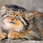 pallas-cat-most-expressive-in-the-world-15