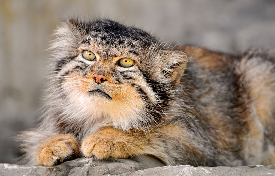 pallas-cat-most-expressive-in-the-world-15