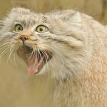 pallas-cat-most-expressive-in-the-world-16