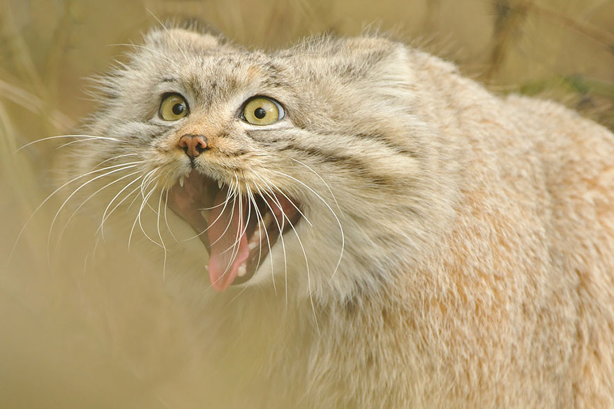 pallas-cat-most-expressive-in-the-world-16