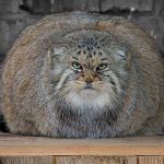 pallas-cat-most-expressive-in-the-world-17