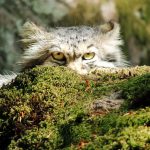 pallas-cat-most-expressive-in-the-world-18