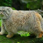 pallas-cat-most-expressive-in-the-world-19