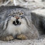pallas-cat-most-expressive-in-the-world-2